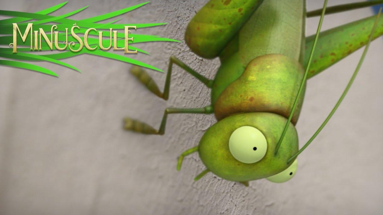 Minuscule - Whoopsy daisies! / Oopsy daisy - Season 2 (HD)